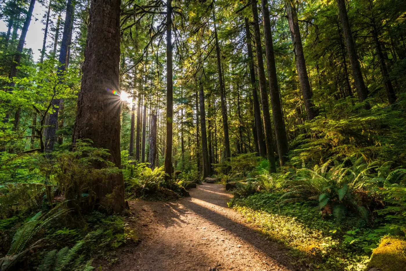Forest, using timber responsibly