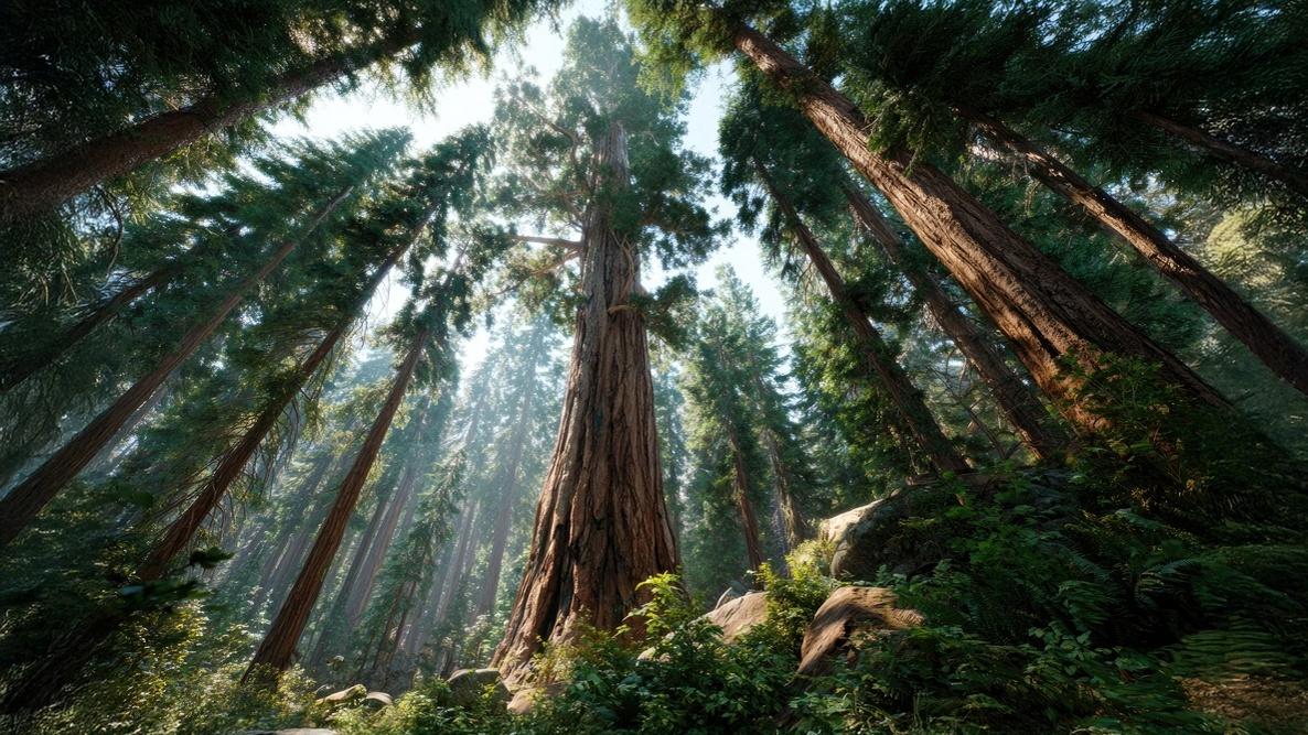 Tall hardwood trees selected for fine veneer